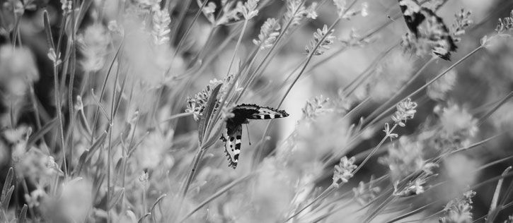 Soft-focused butterflies resting among delicate wildflowers, symbolizing peace, remembrance, and the gentle gathering of loved ones at the time of cremation.