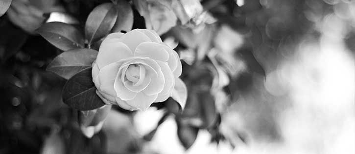 Black and white photo of roses for a cremation garden