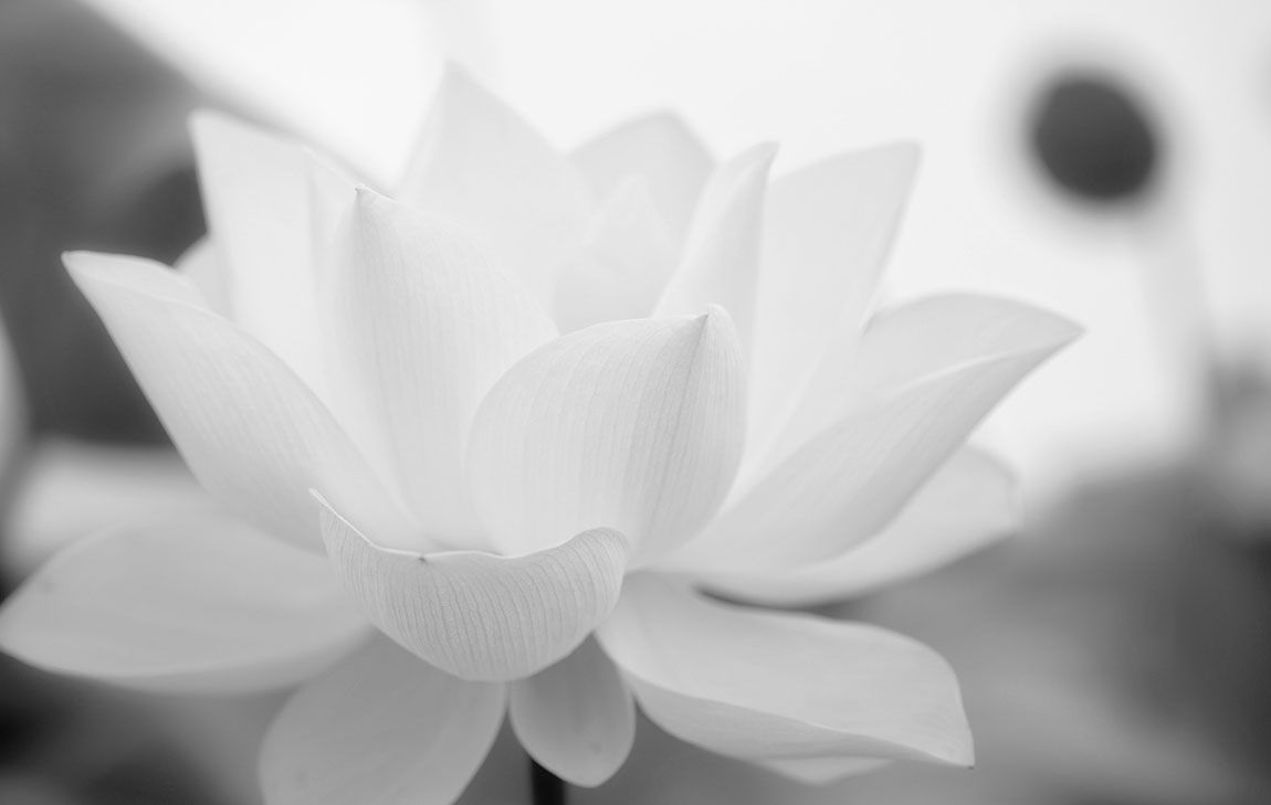 Close-up black and white photo of a white lotus flower