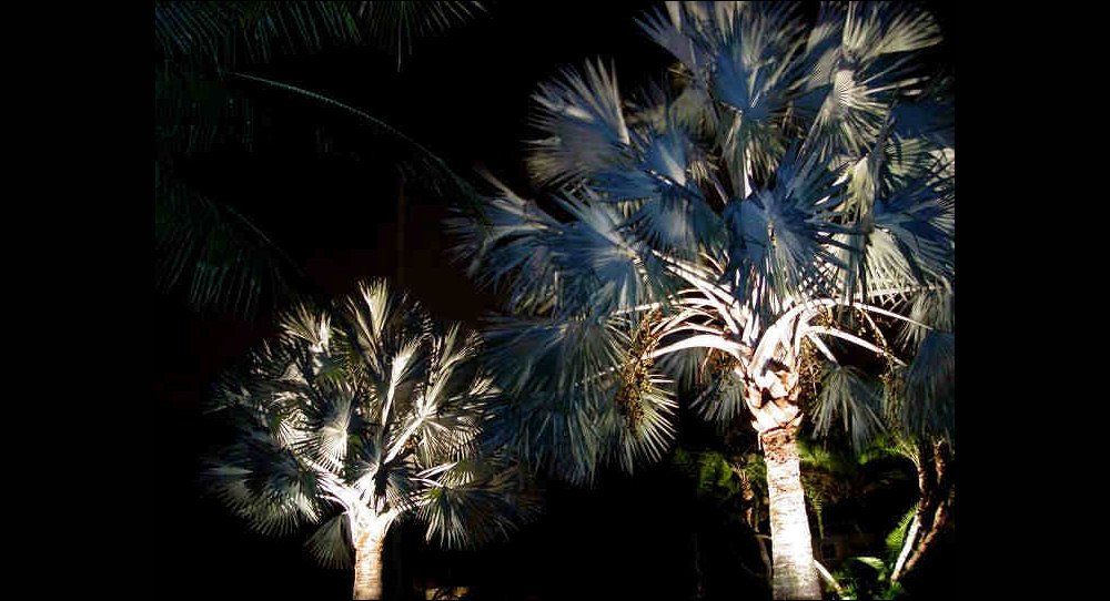 Landscape Lighting by Landscape LIghting of Miami