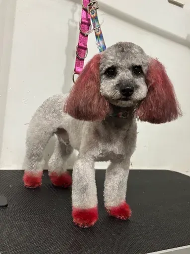 A small poodle with pink hair is standing on a grooming table.
