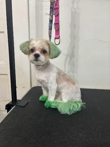A small dog with green ears is sitting on a grooming table.