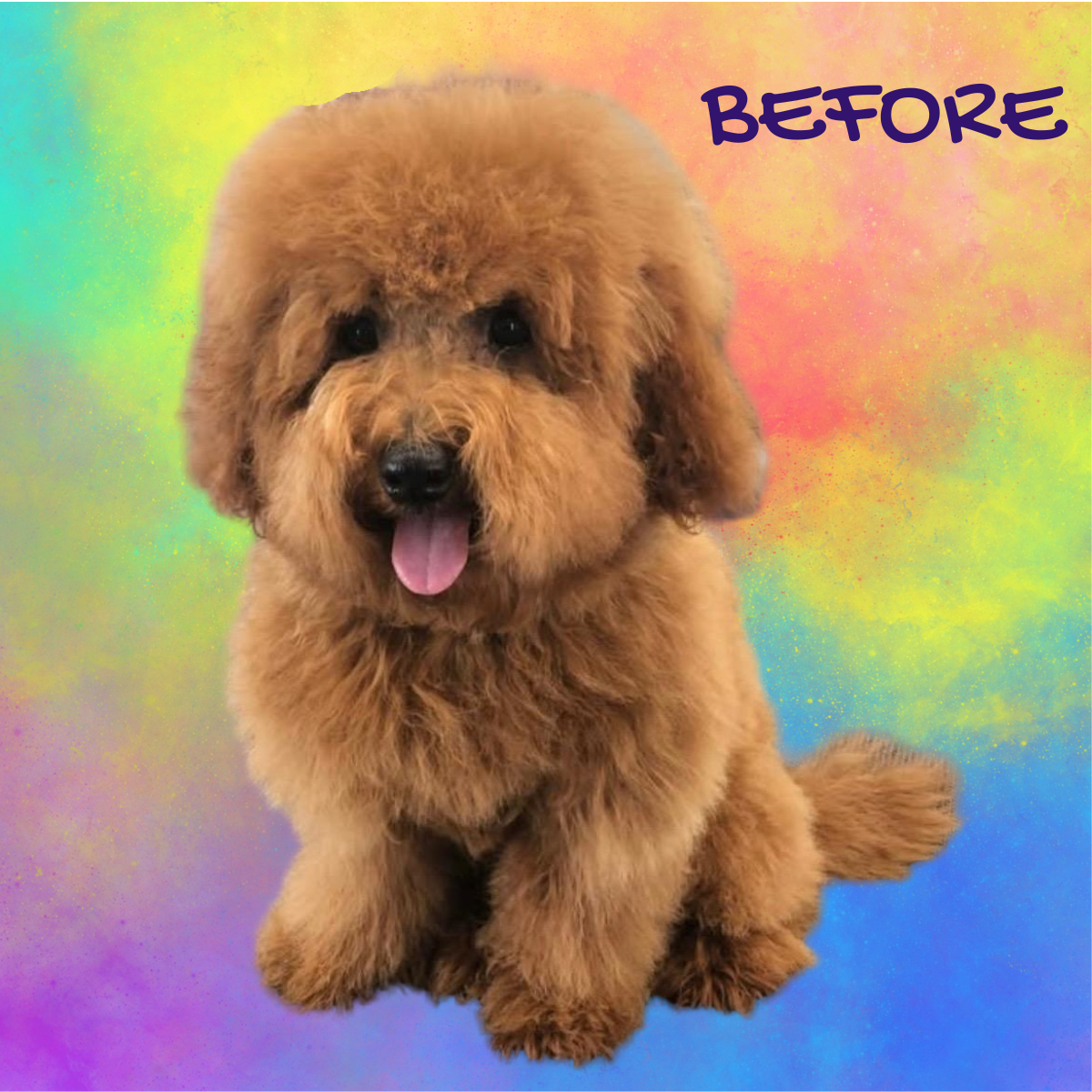 A small brown dog is sitting in front of a colorful background with the word before written on it