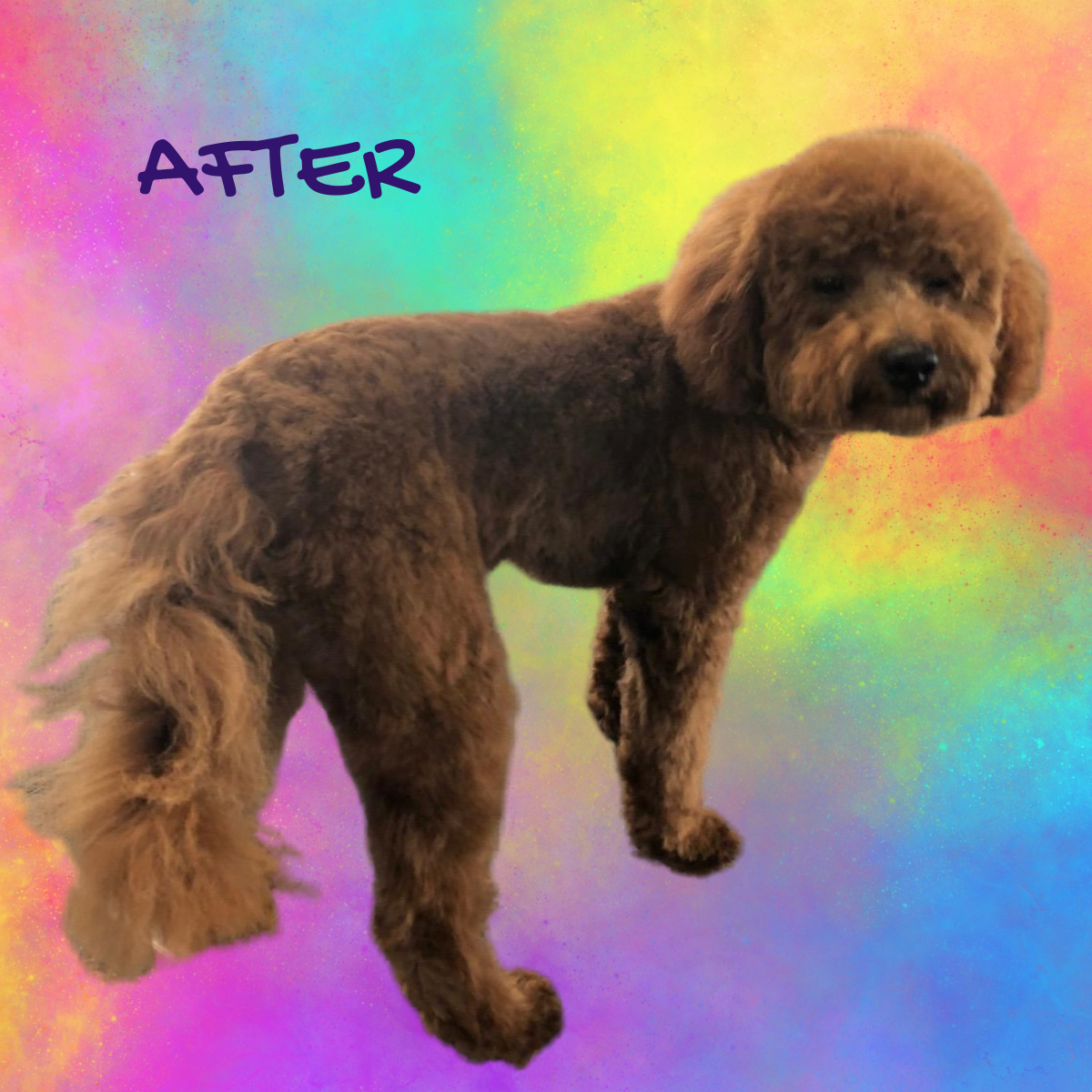 A picture of a dog after being groomed on a colorful background