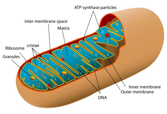 A diagram of the structure of a mitochondrion