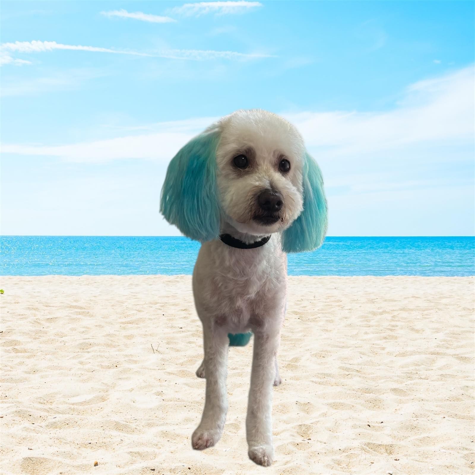 A small white dog with blue hair is standing on a beach.