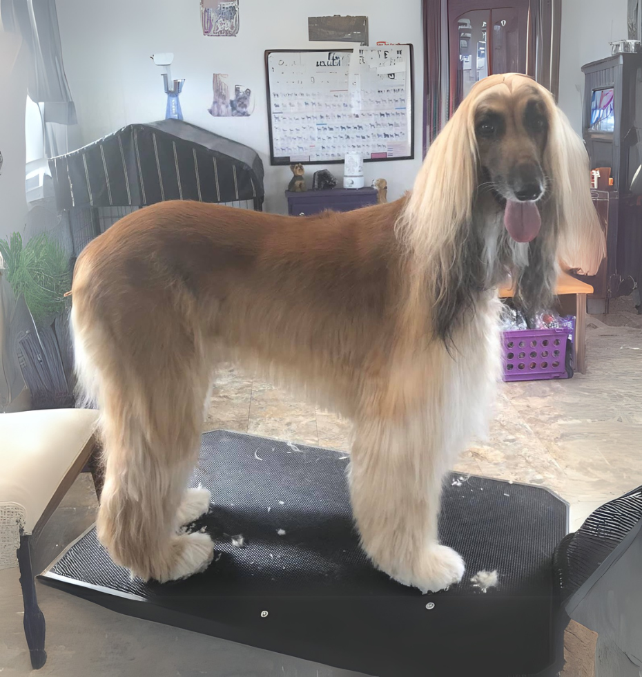 A cocker spaniel is standing on a black mat in a living room