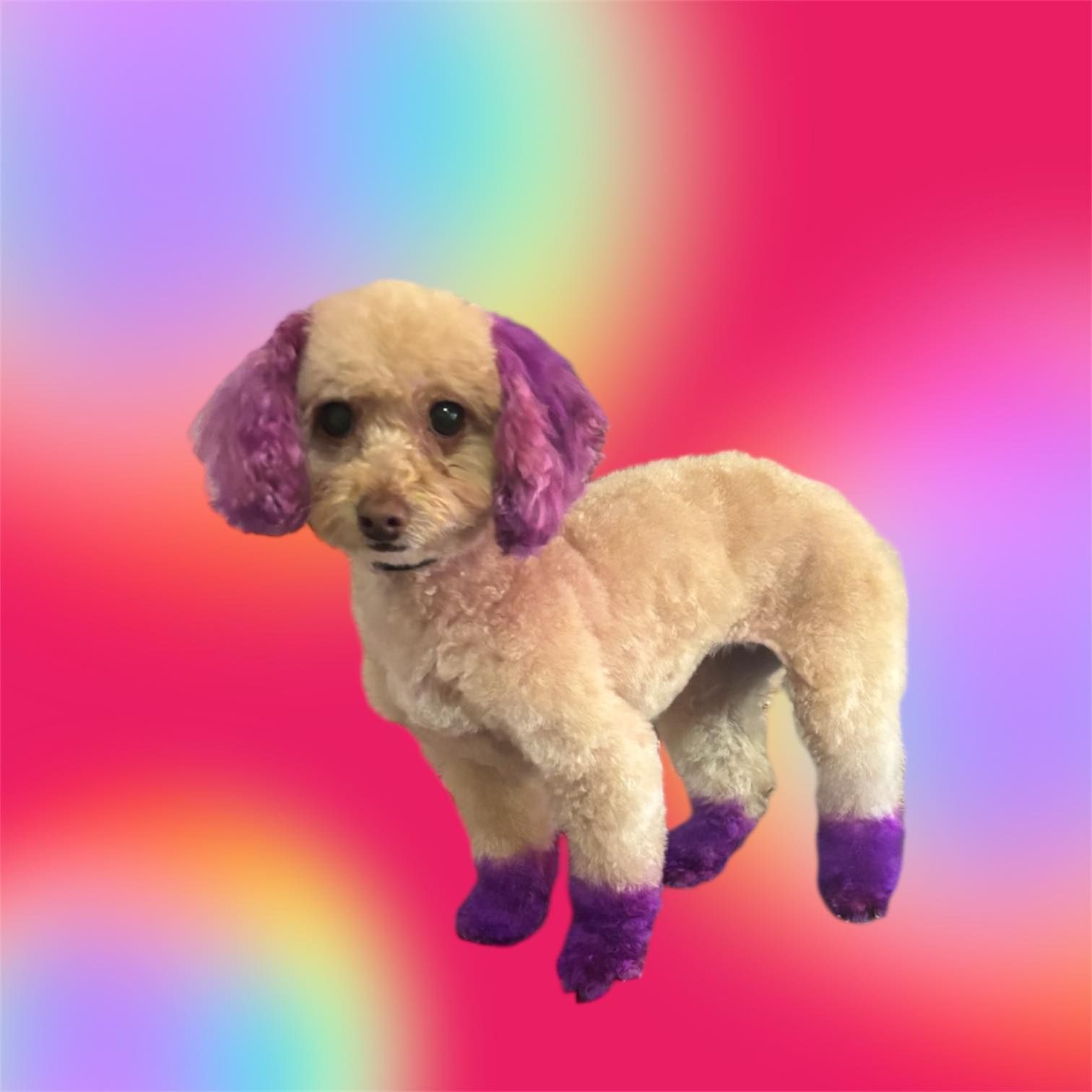 A small dog with purple ears and legs is standing on a pink background.