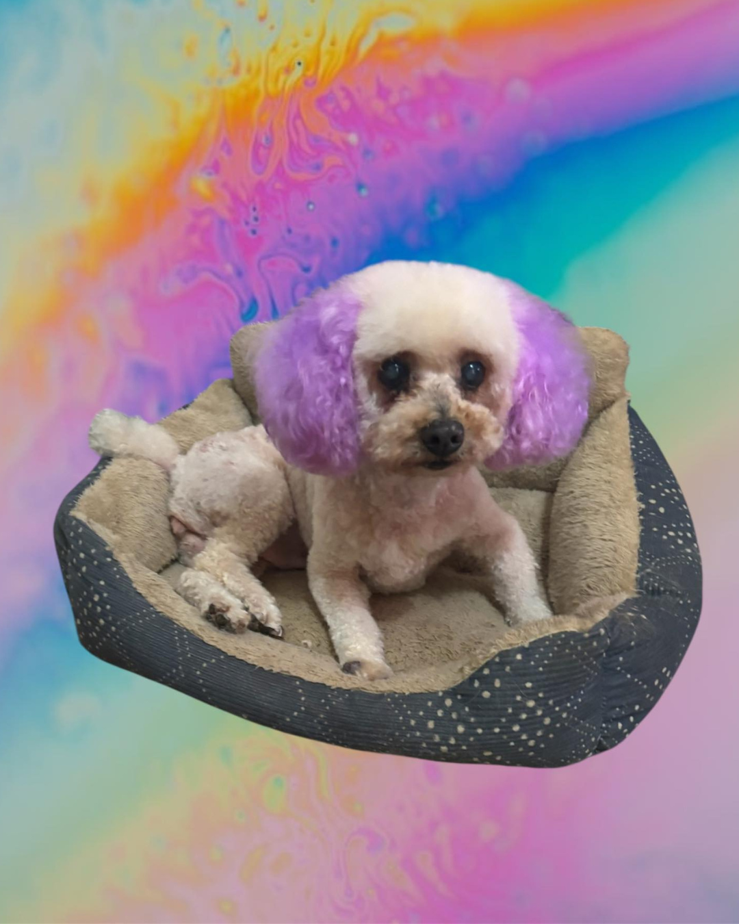 A small white dog with purple hair is laying in a dog bed.