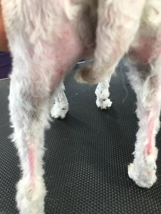 A white dog with red spots on its legs is standing on a black mat.