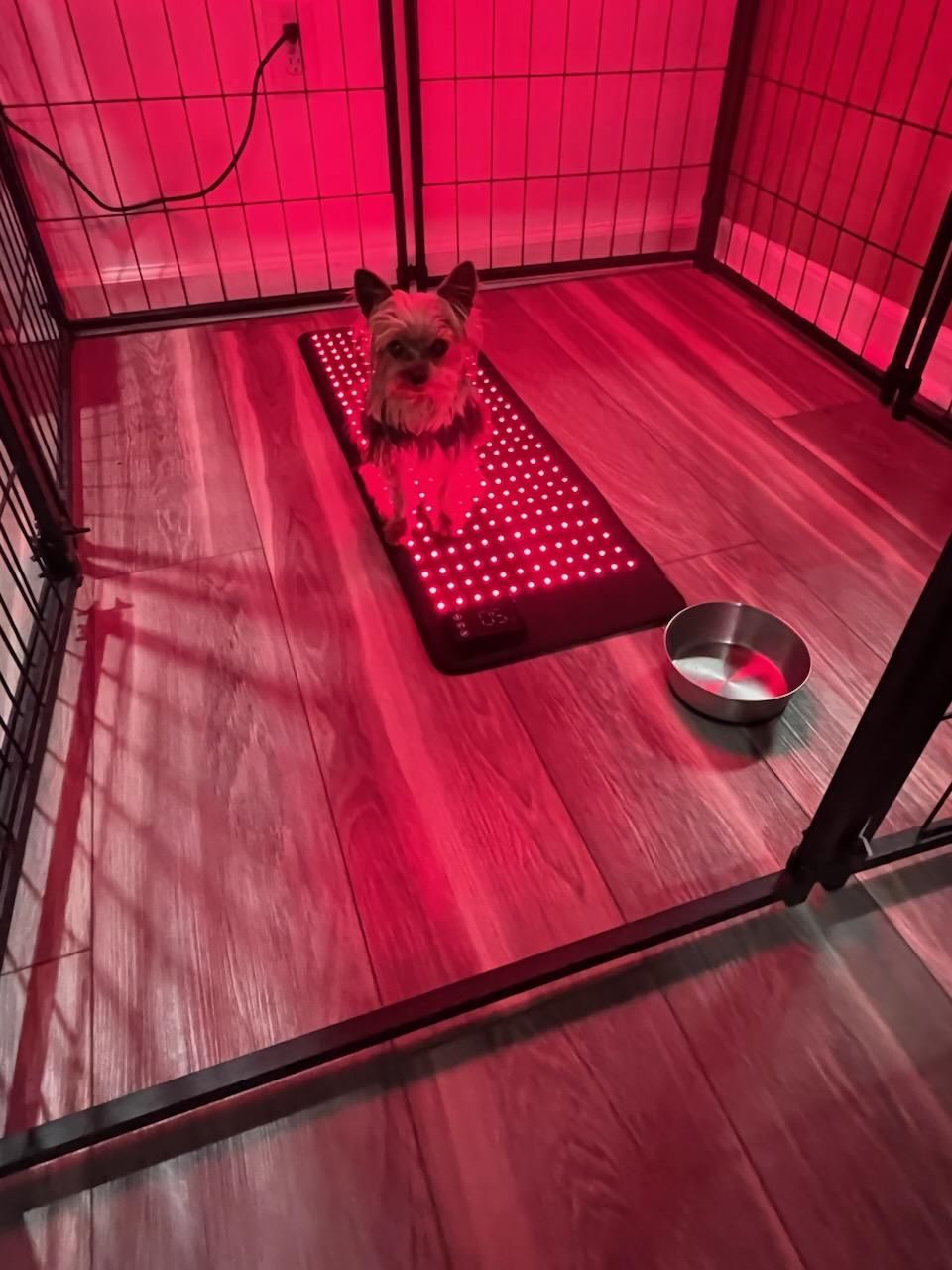 A small dog is laying on a red mat in a cage.