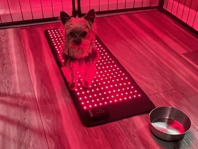 A small dog is laying on a red mat next to a bowl of water