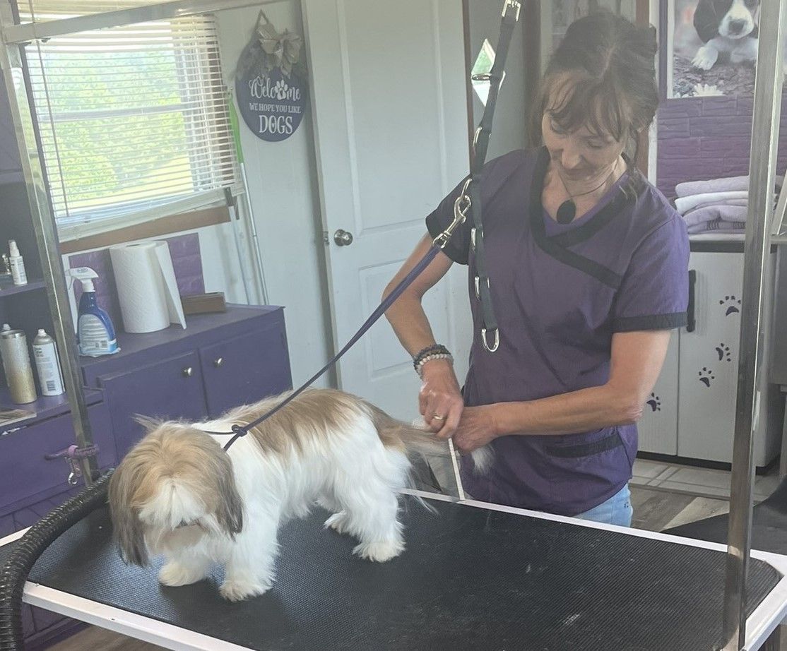 A woman is grooming a small brown and white dog on a table.