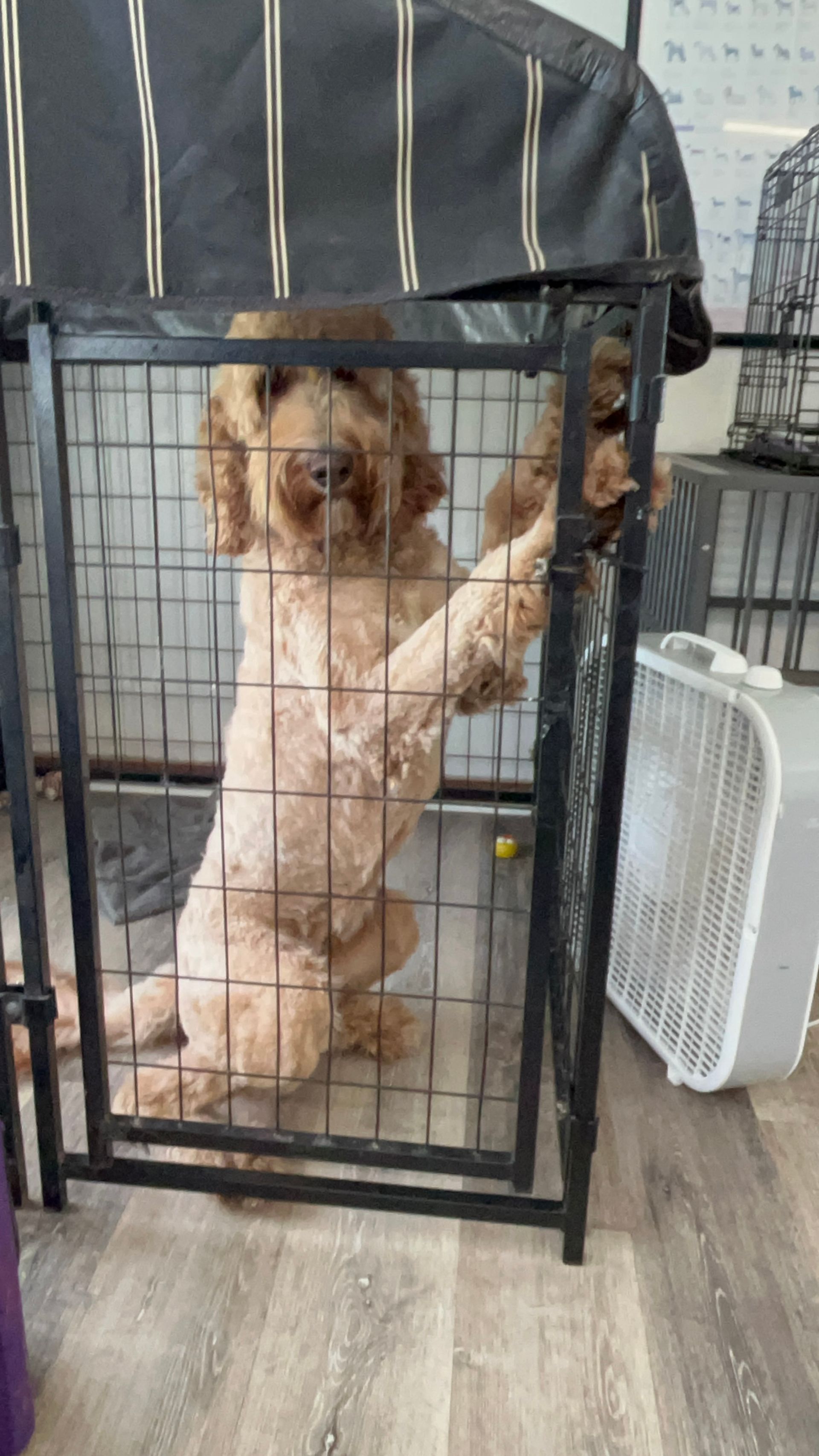 A dog is standing on its hind legs in a cage.