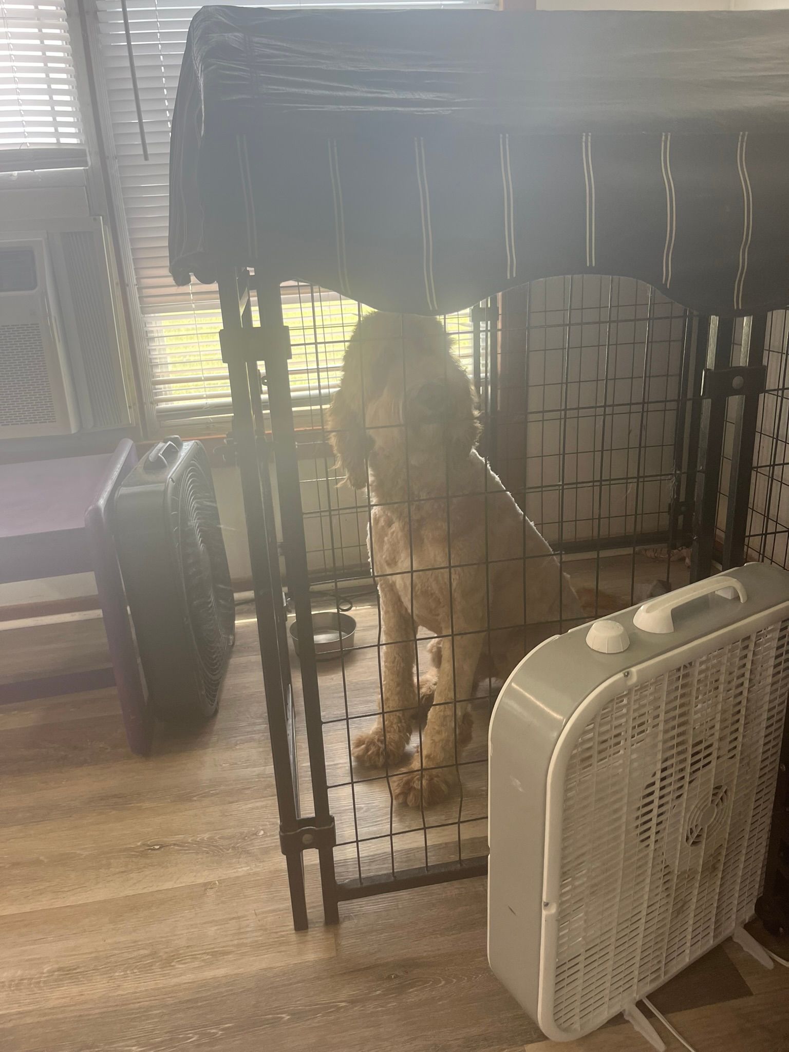 A dog is sitting in a cage next to a fan.