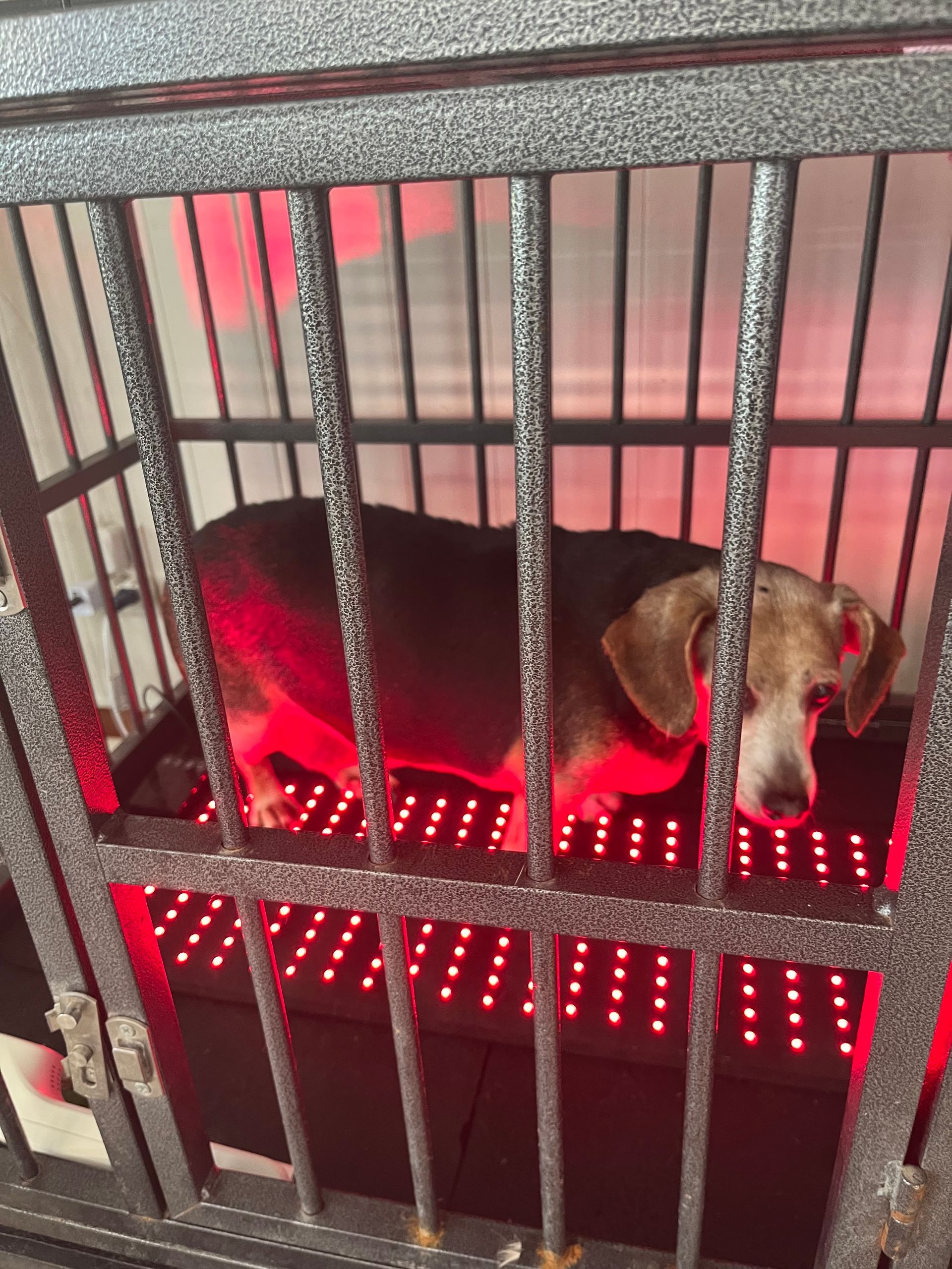 A beagle stands inside a metal cage on a floor mat emitting red light therapy.