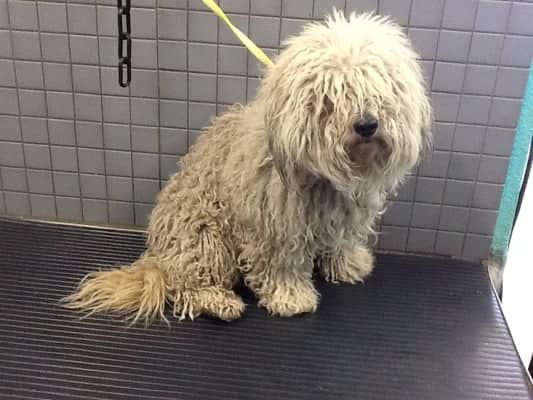 A small white dog is sitting on a grooming table.