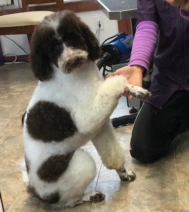 A woman is kneeling down next to a brown and white dog.