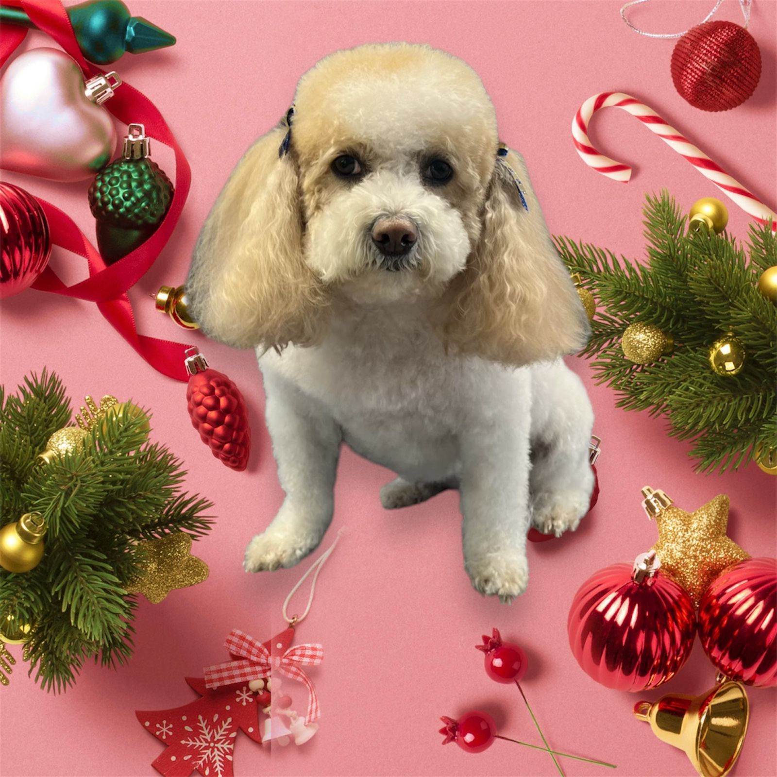 A light-colored dog sits center stage surrounded by colorful Christmas ornaments, pine branches, and a candy cane.
