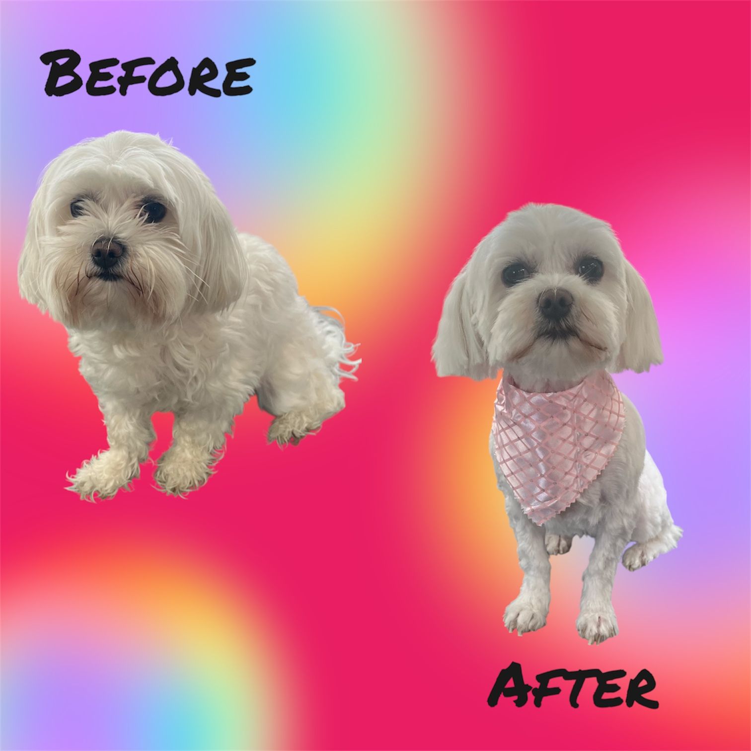 A before and after picture of a small white dog