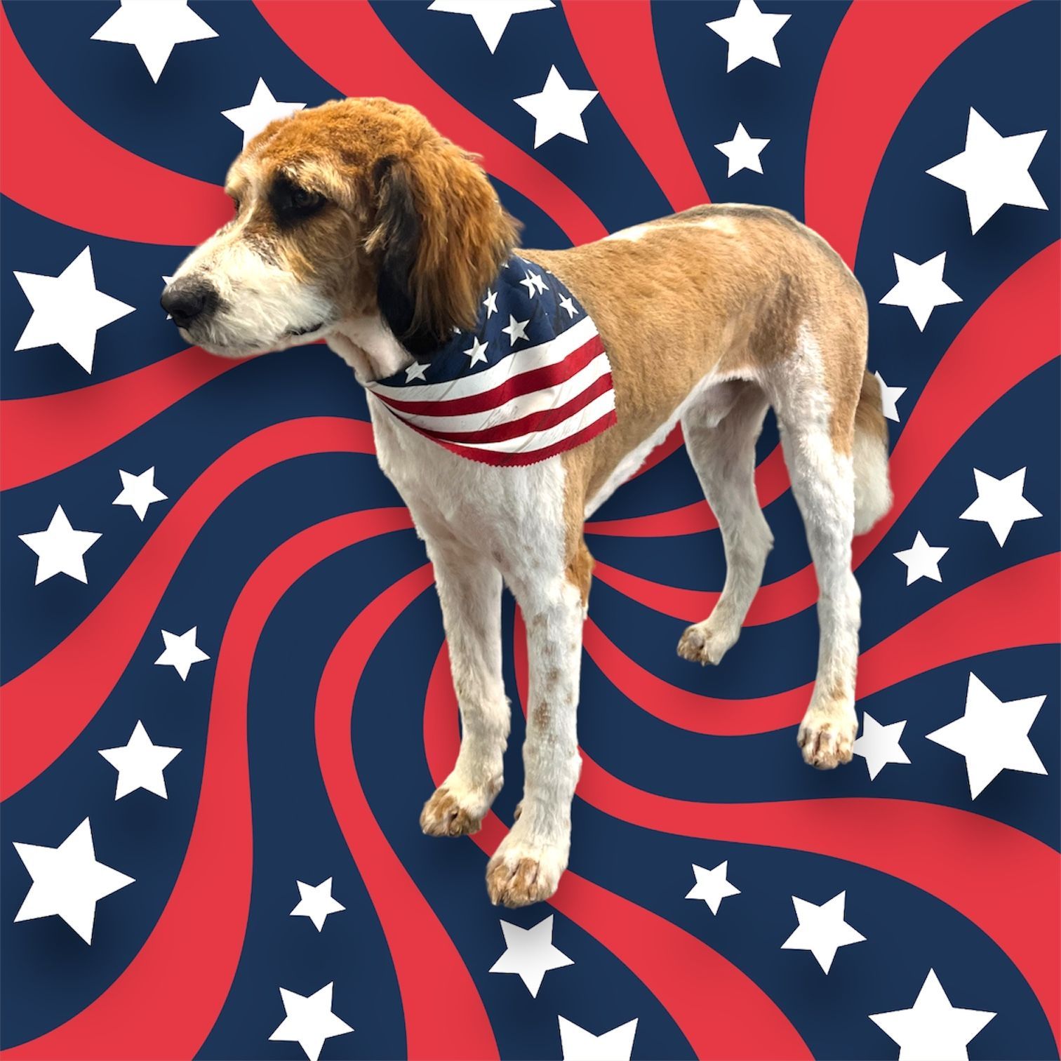A tan and white dog wearing an American flag bandana stands against a 4th of July background.