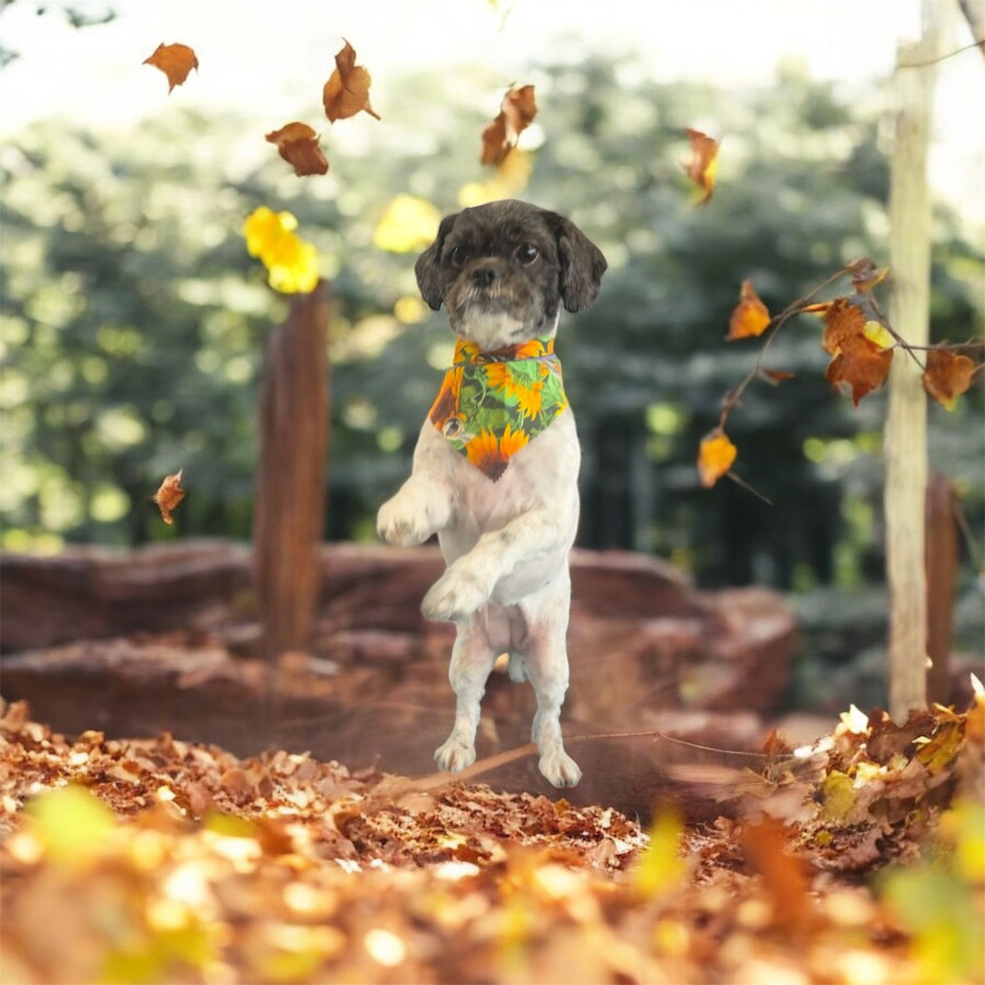 A small dog with a sunflower bandana leaps into the air amidst falling autumn leaves in a park.