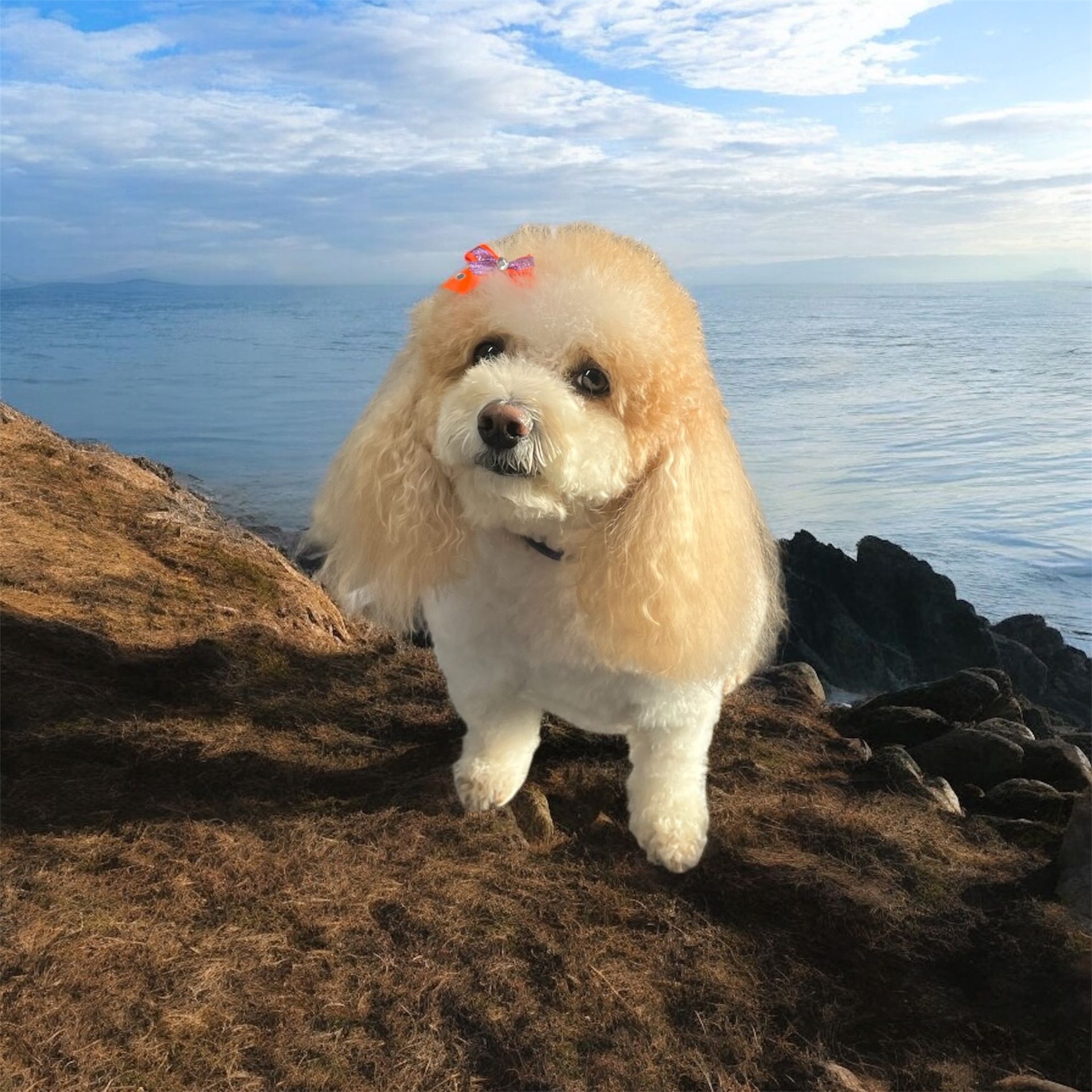 A fluffy, light-colored dog with a small bow on its head standing on a rocky cliff overlooking the ocean.