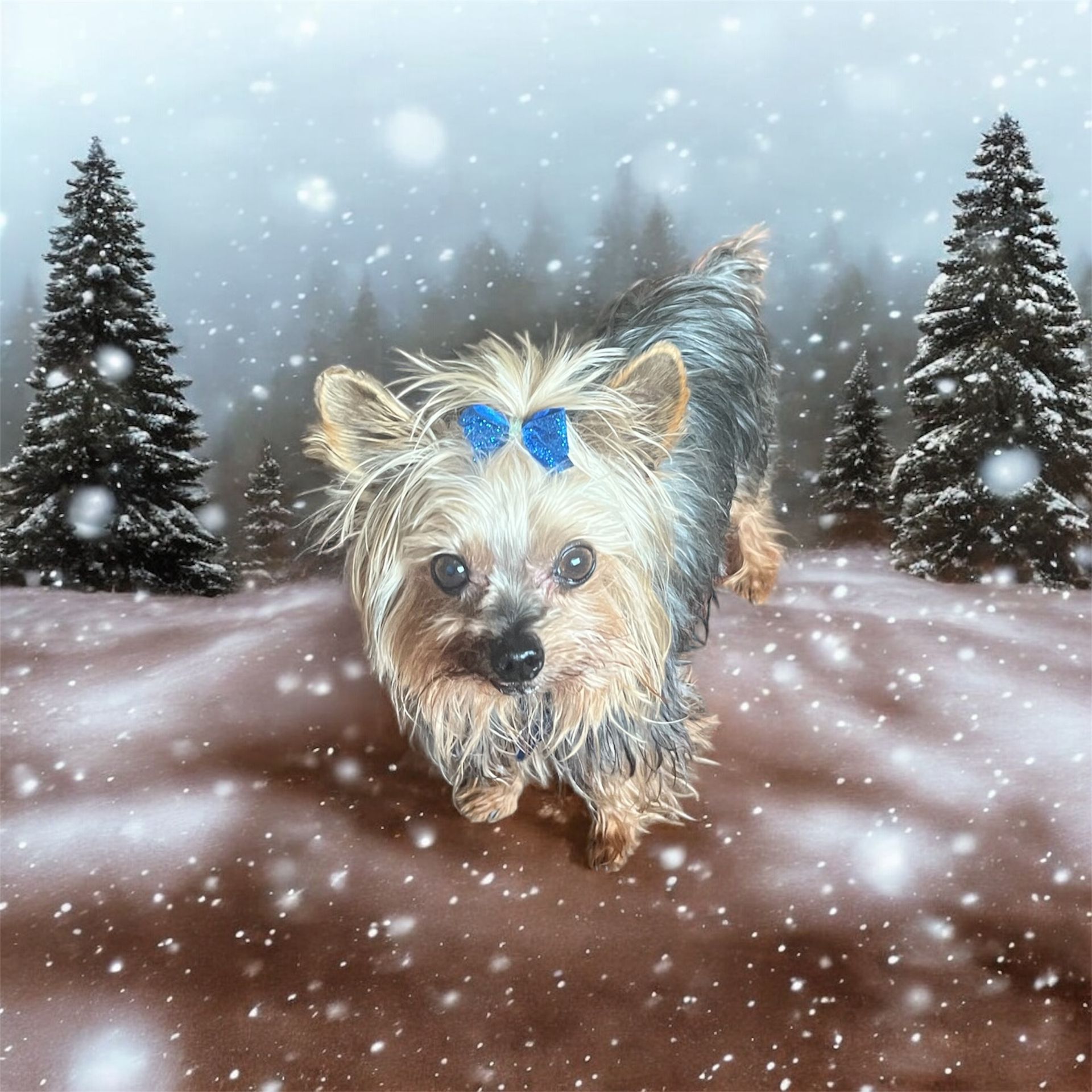 A small Yorkshire Terrier with a blue hair bow standing in a snowy forest with pine trees during a light snowfall.