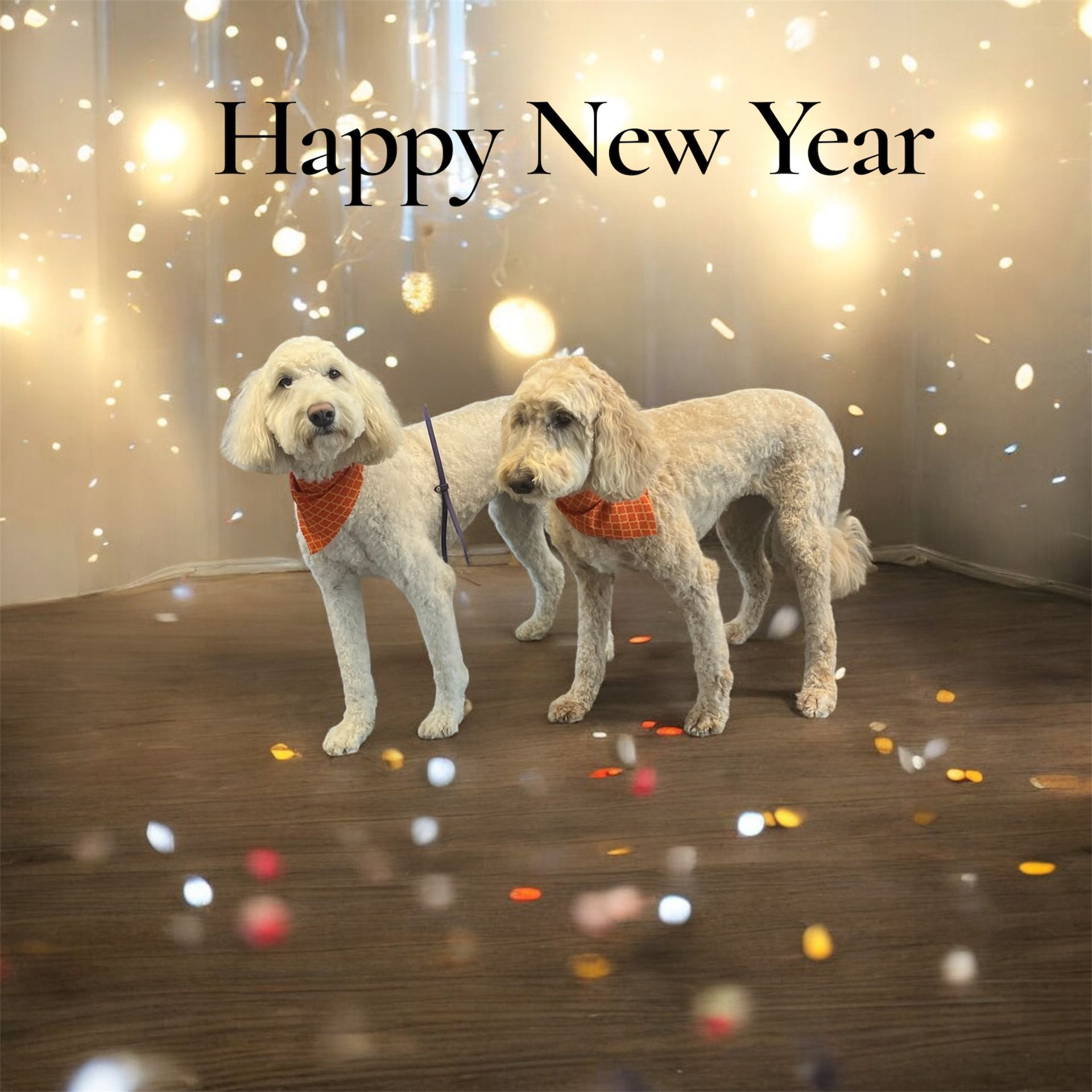 Two light-colored curly-haired dogs wearing orange bandanas stand on a floor with confetti under 