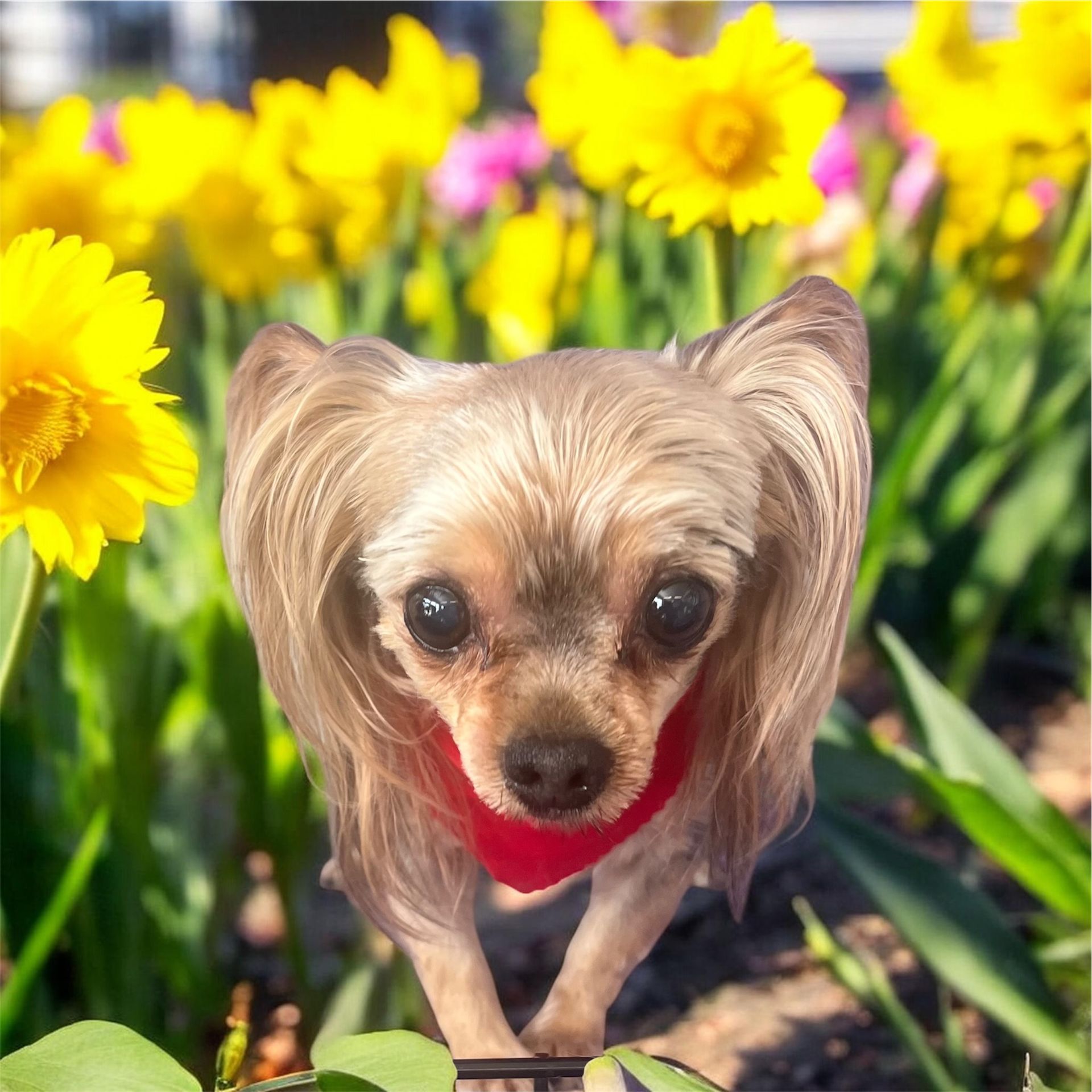 A small, light-brown dog with large, floppy ears and a red collar standing in a vibrant patch of bright yellow daffodils.