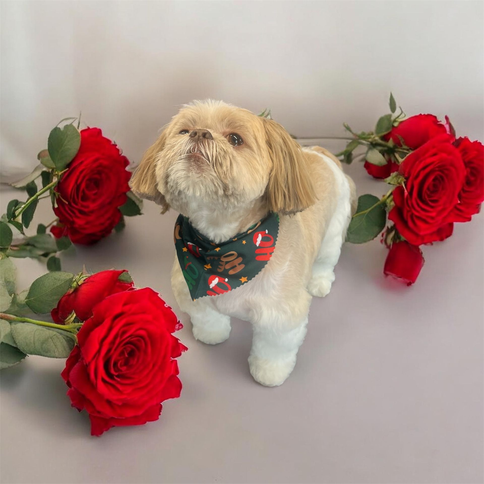 A light brown Shih Tzu wearing a festive dark green bandana sits surrounded by vibrant red roses against a light backdrop.