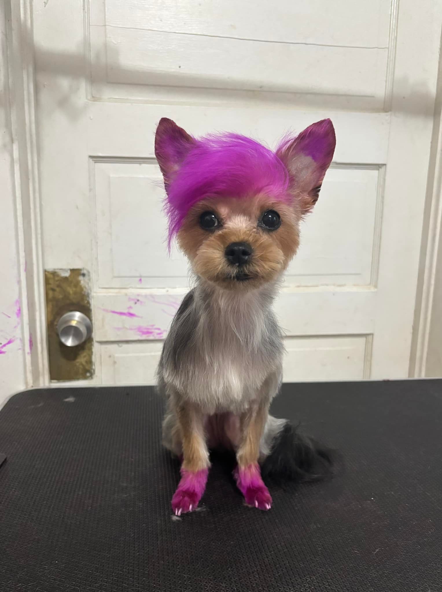 A small dog with pink hair is sitting on a table.