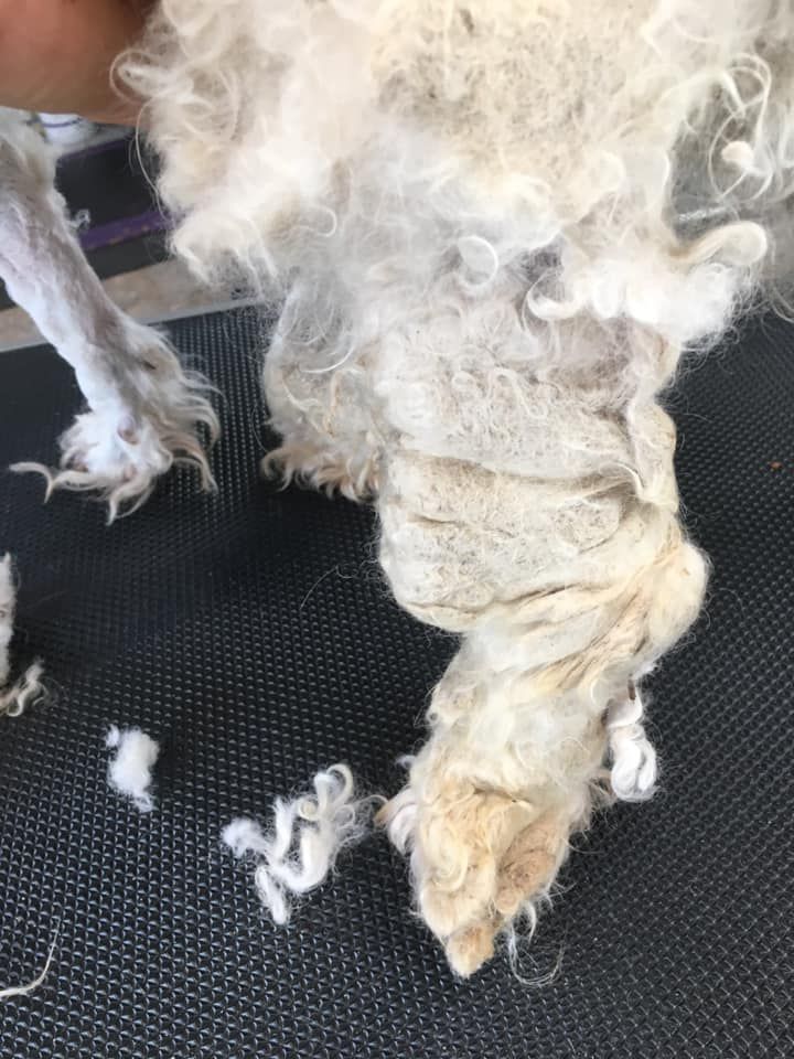 A person is holding a white dog with a lot of hair on it.