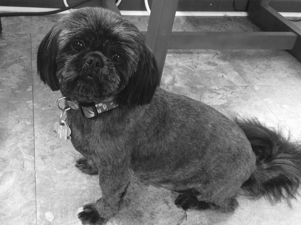 A black and white photo of a small dog sitting on the floor.