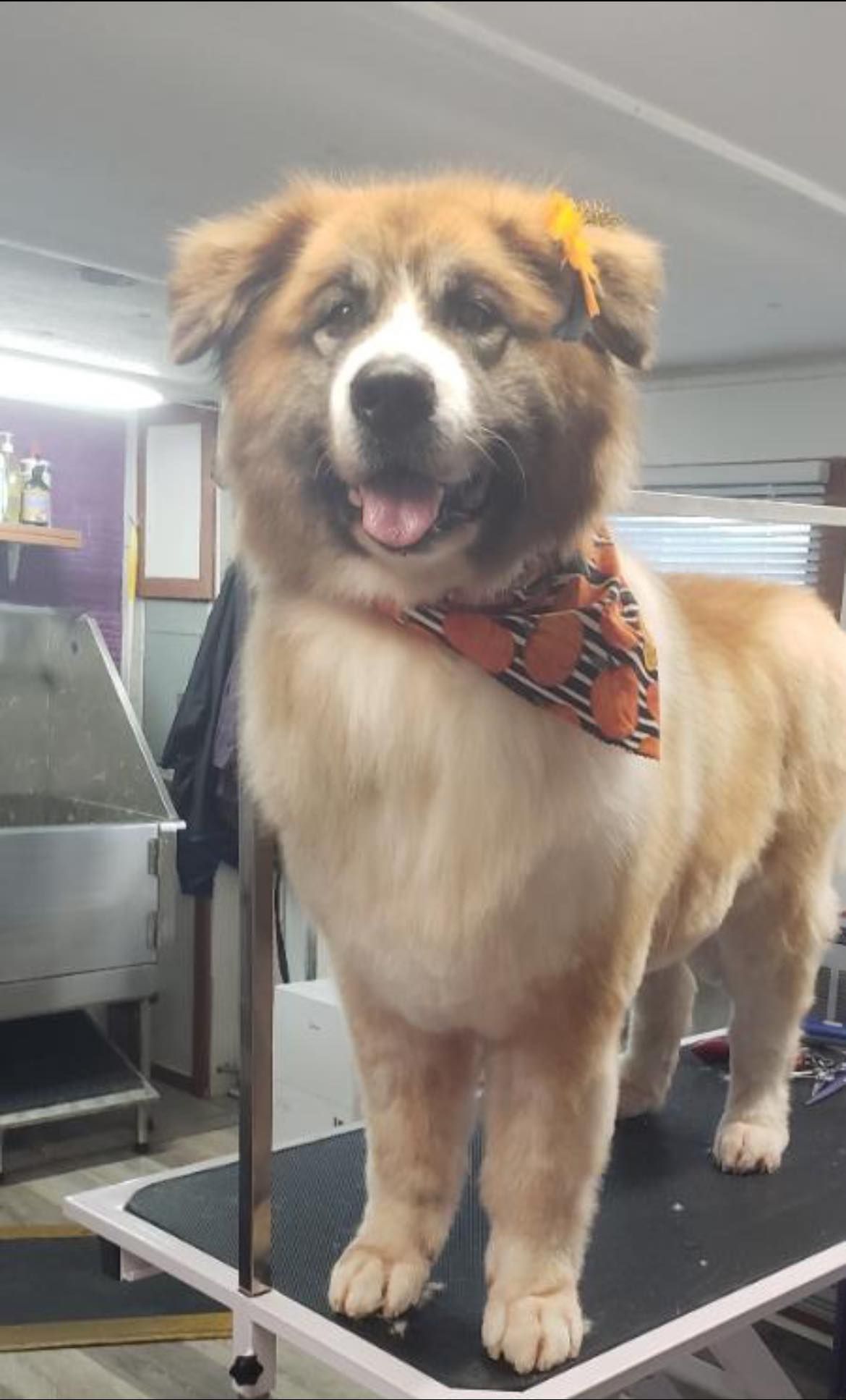 A brown and white dog is standing on a grooming table.