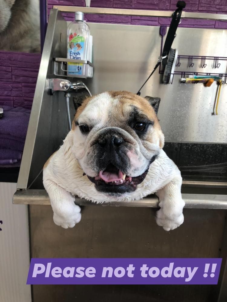 A bulldog is sitting in a sink with a sign that says please not today