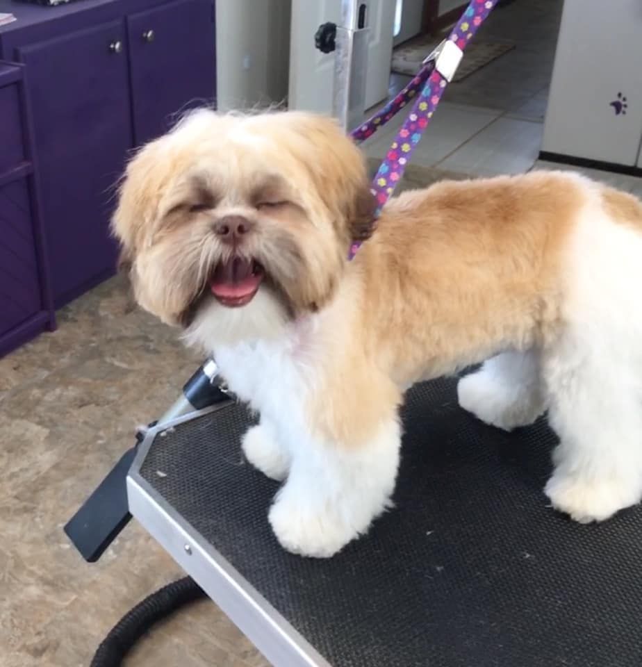 A small brown and white dog is sitting on a table with its eyes closed