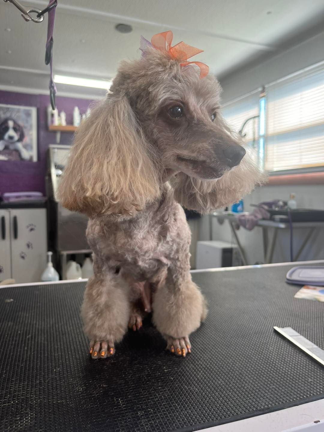 A small poodle with a bow on its head is sitting on a table.