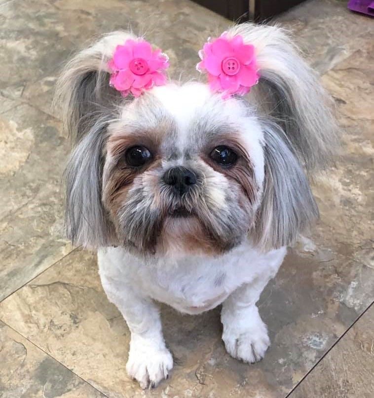A small white dog with pink flowers in its hair.