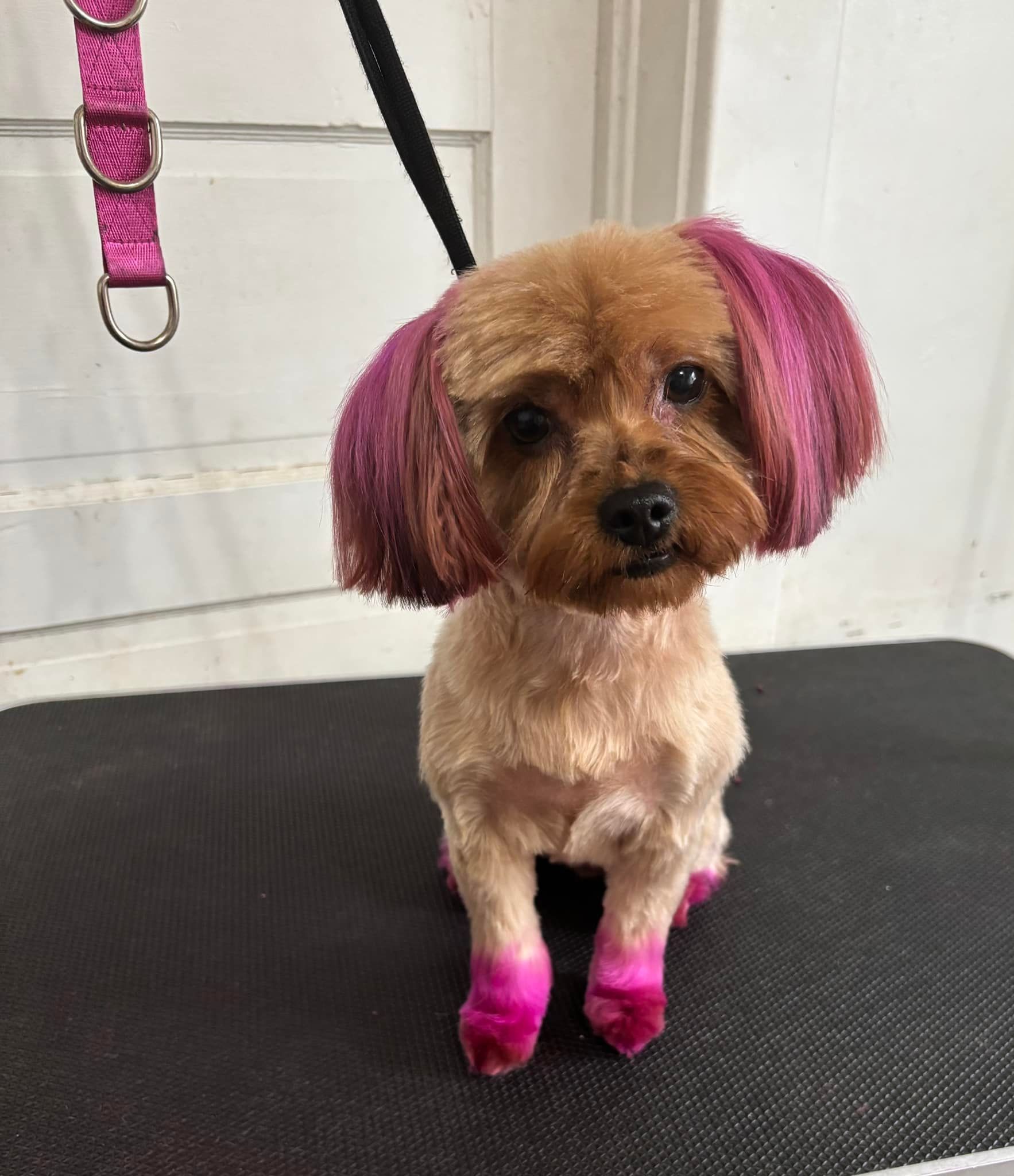 A small dog with pink hair is sitting on a grooming table.