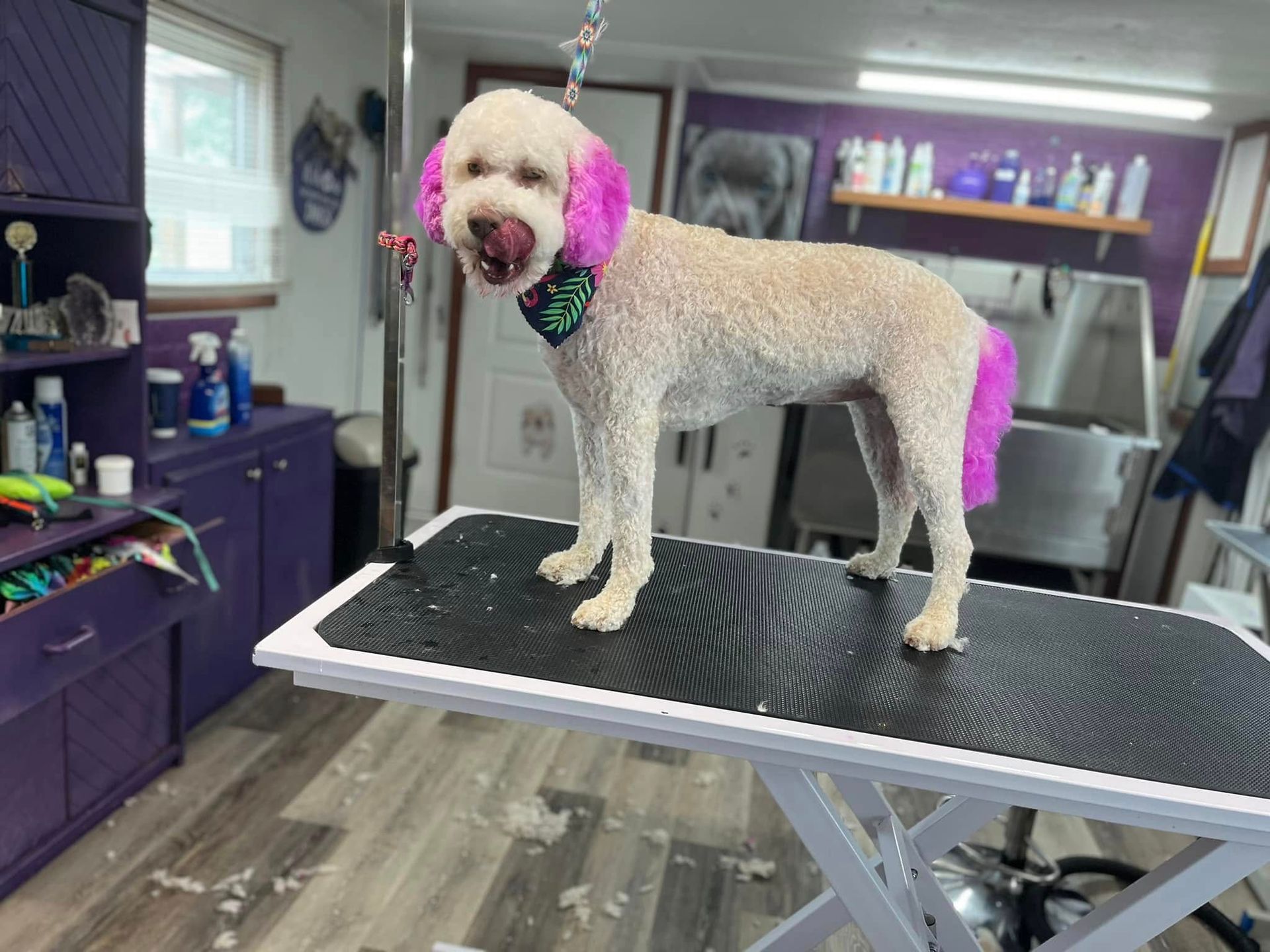 A dog with pink ears is standing on a grooming table.