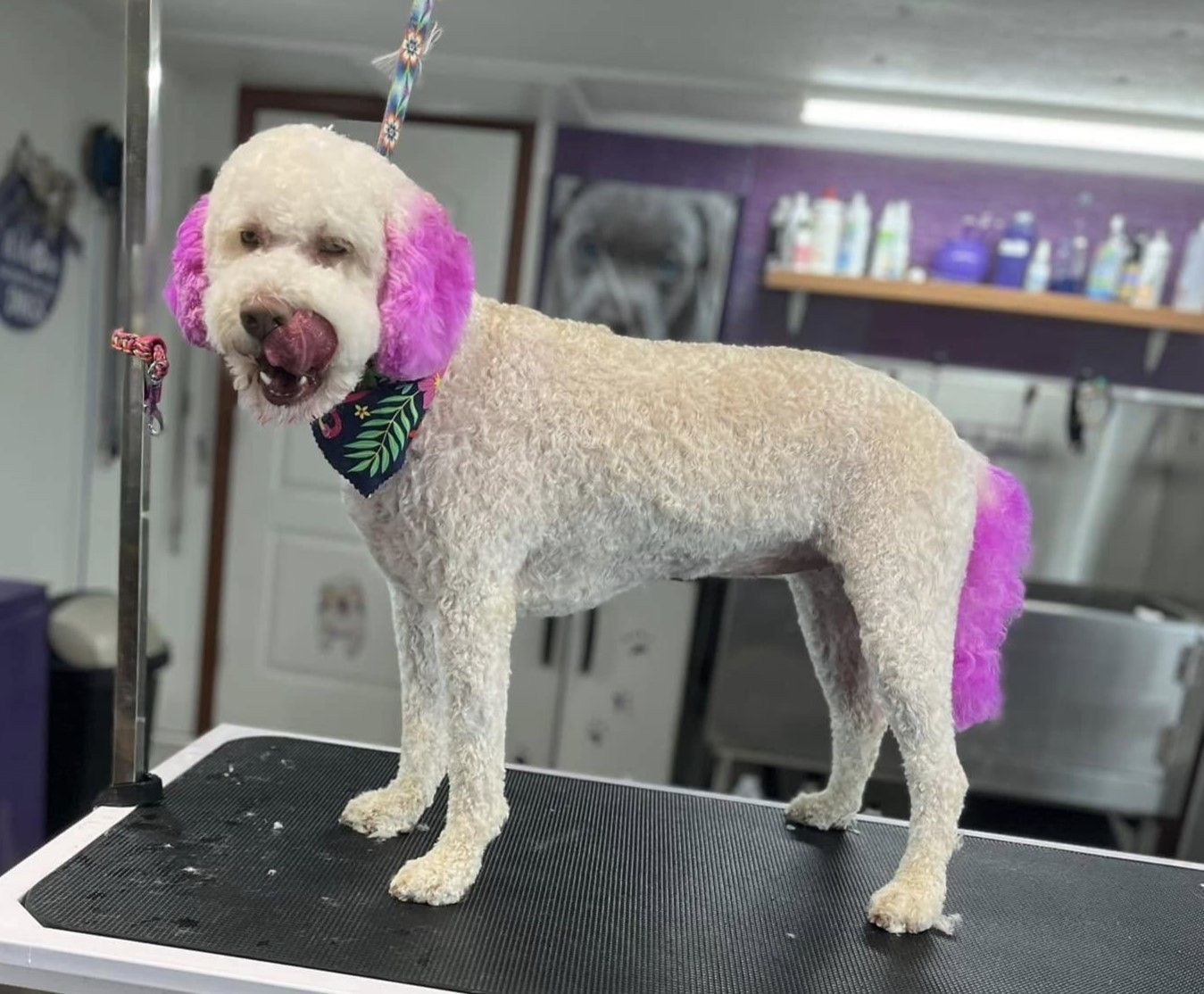 A white dog with pink ears and tail is standing on a grooming table.