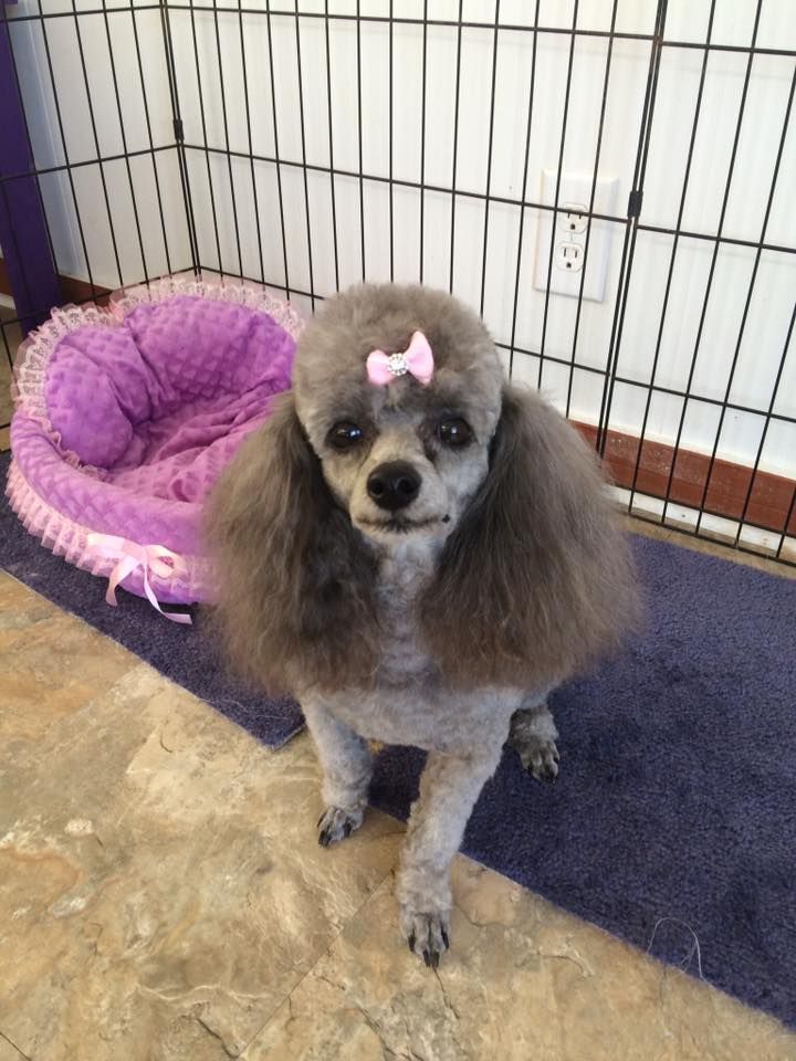 A small poodle with a pink bow on its head is standing next to a purple dog bed.