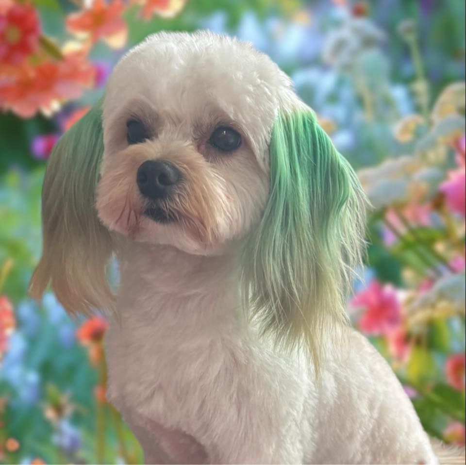 A small dog with green hair is sitting in front of flowers