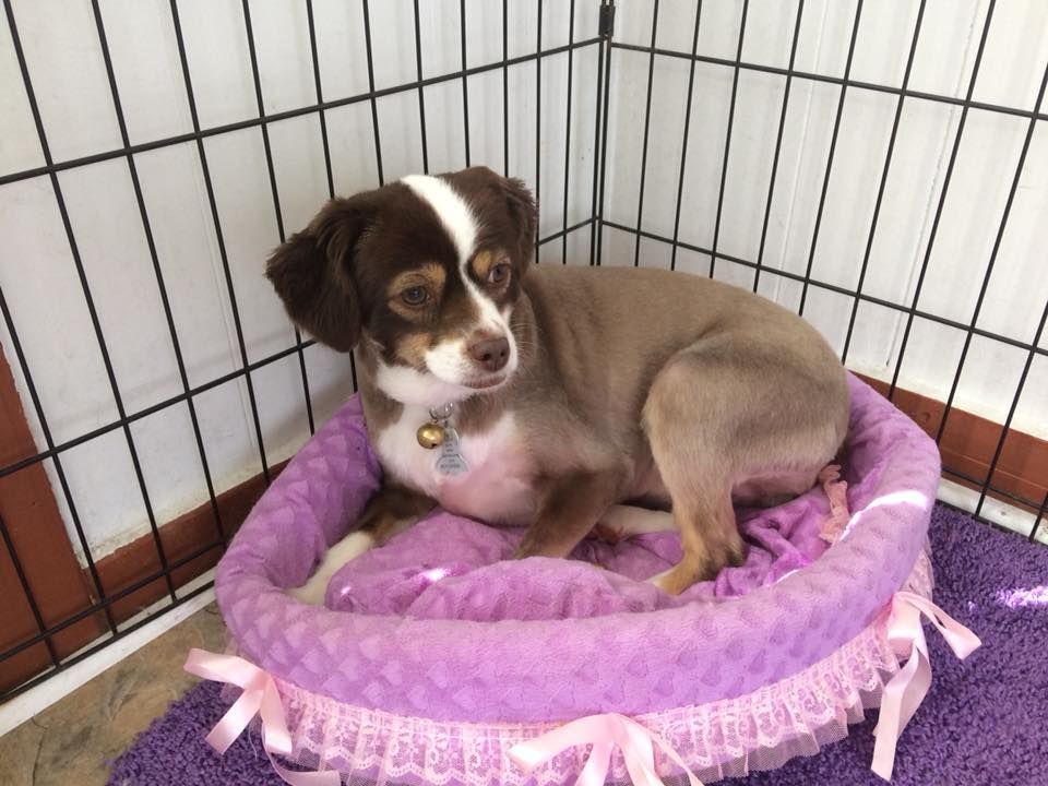 A brown and white dog is laying in a purple dog bed