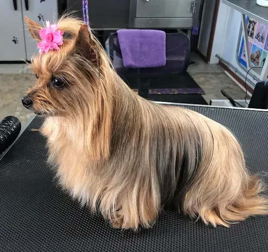 A small brown dog with a pink flower in its hair