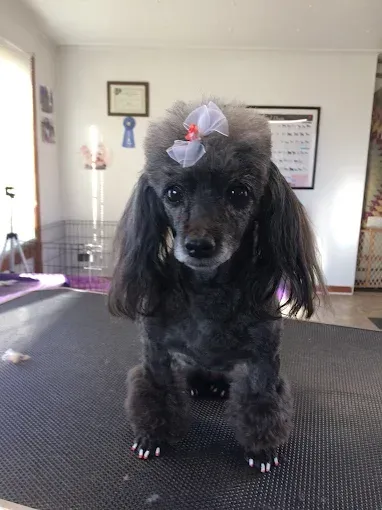 A poodle with a bow on its head is sitting on a table.