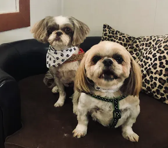 Two dogs are sitting on a couch with a leopard print pillow