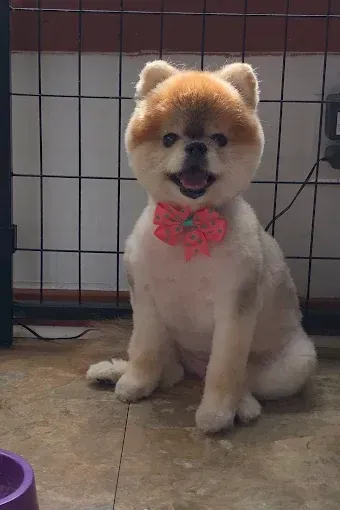 A pomeranian dog wearing a pink bow tie is sitting on the floor.
