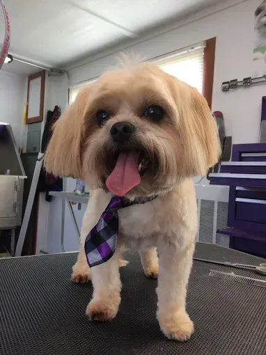 A small dog wearing a tie is standing on a table.
